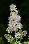 White meadowsweet